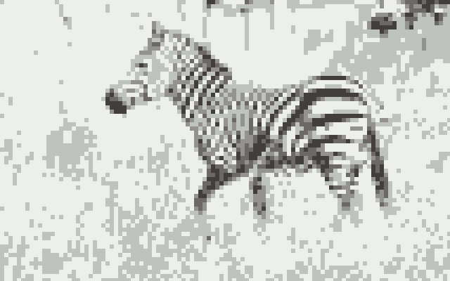 Zebra